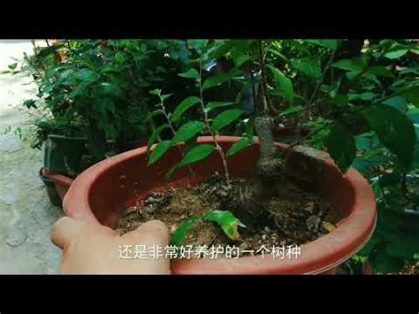 榔榆 盆景 植物 澆水 榆樹|榔榆盆景：打造心靈綠洲的藝術品 – 植物盆栽綠寶典